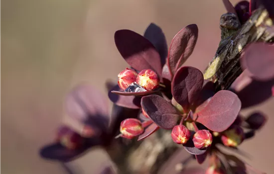Berberis thunbergii 'Atropurpurea'