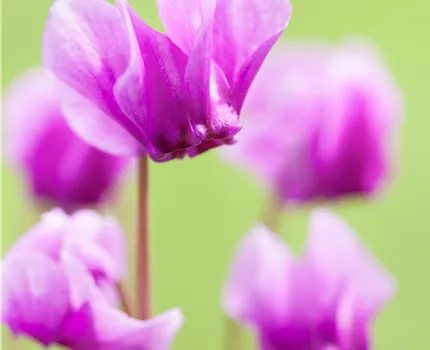 Cyclamen hederifolium