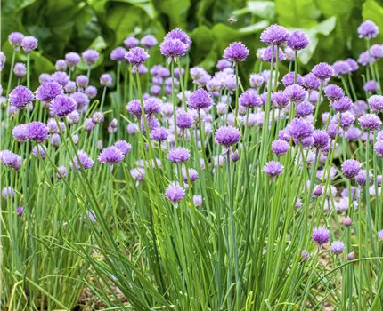 Allium schoenoprasum