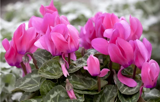 Cyclamen persicum