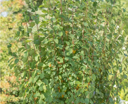 Amelanchier alnifolia 'Obelisk'®
