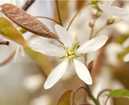 Amelanchier lamarckii