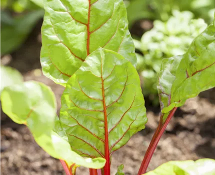 Beta vulgaris var. cicla