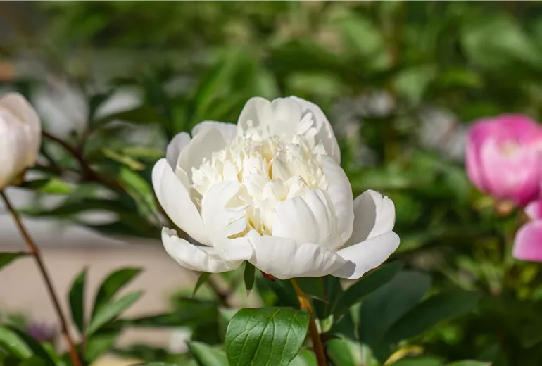 Paeonia lactiflora 'Immaculee'