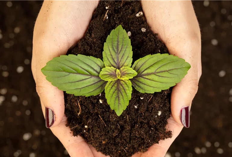 Anzucht- und Kräutererde