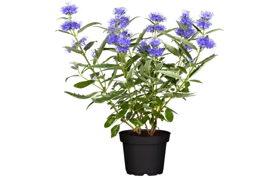Caryopteris clandonensis