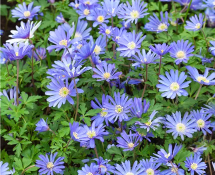 Anemone blanda