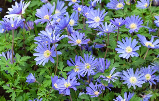 Anemone blanda