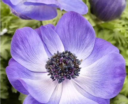 Anemone coronaria