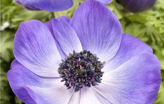 Anemone coronaria