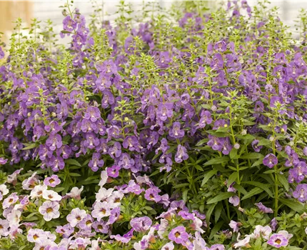 Angelonia hybrid