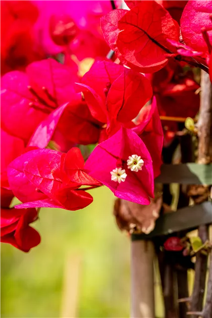 Bougainvillea - Garten-Land Wohlhter oHG