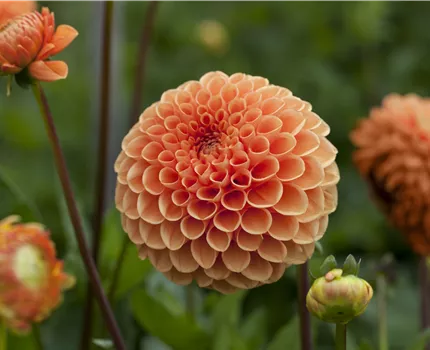 Dahlia Pompon