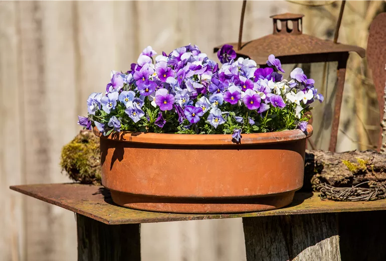 Veilchen in Topfbepflanzung 