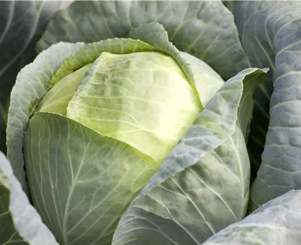 Brassica oleracea var. capitata f. alba