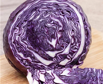 Brassica oleracea var. capitata f. rubra