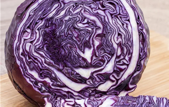 Brassica oleracea var. capitata f. rubra