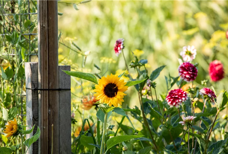 Sonnenblume und Dahlie