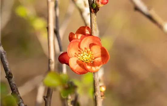 Chaenomeles japonica 'Cido'®