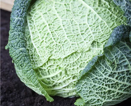 Brassica oleracea var. capitata var. sabauda