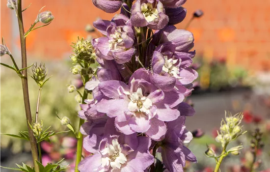 Delphinium 'Magic Fountains'