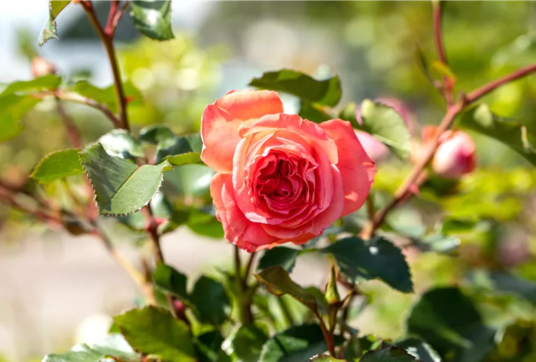 Strauchrose, apricot