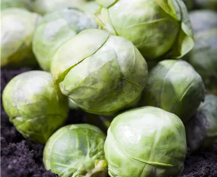 Brassica oleracea var. gemmifera