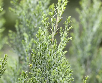 Chamaecyparis lawsoniana 'Ellwoodii'
