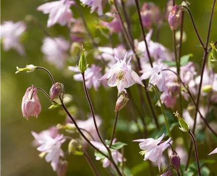 Aquilegia vulgaris