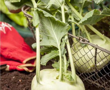Brassica oleracea var. gongylodes