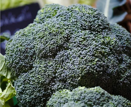 Brassica oleracea var. italica