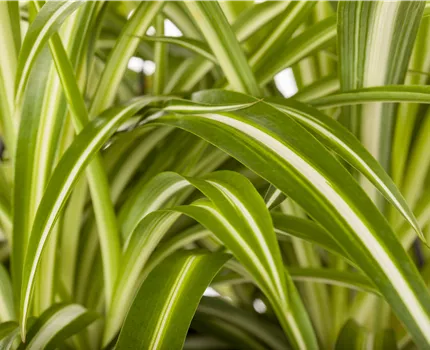 Chlorophytum comosum