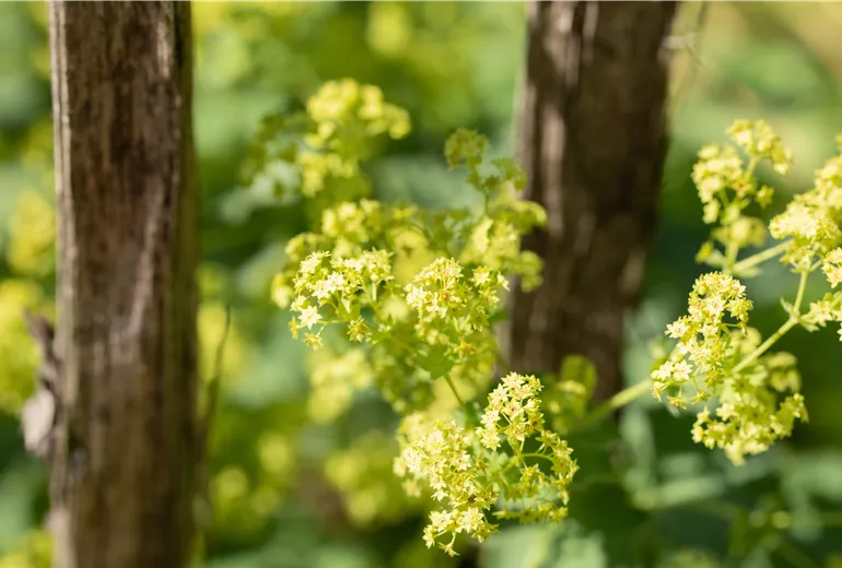 Alchemilla mollis
