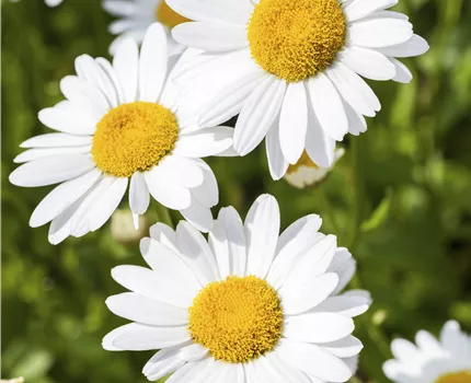 Argyranthemum frutescens