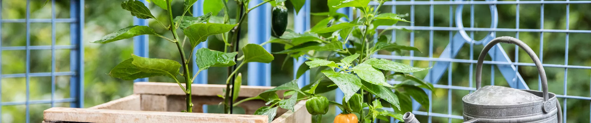 Upcycling - Gemüsebeet