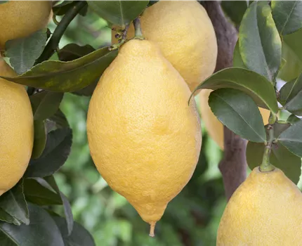 Citrus limon
