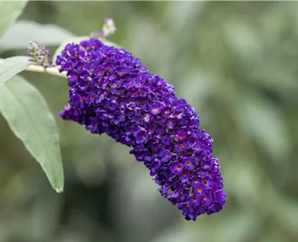 Buddleja davidii 'Black Knight'