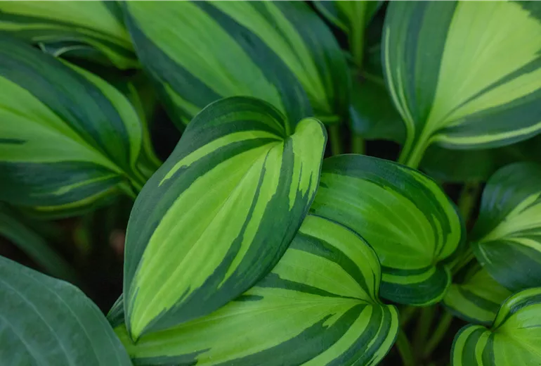 Hosta, buntblättrig