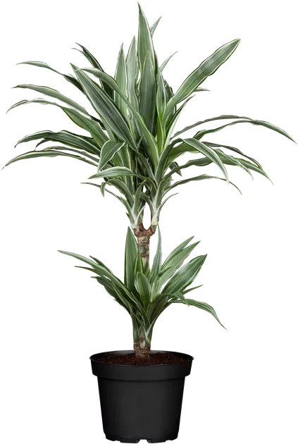 Dracaena fragrans - Garten-Land Wohlhter oHG