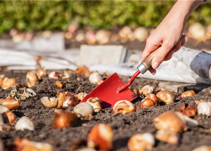 Denken Sie jetzt an den Frühling 
