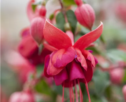 Fuchsia 'Jollies'®