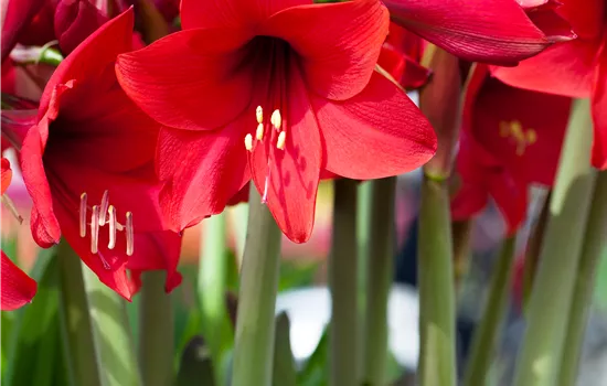 Hippeastrum 'Kolibri'