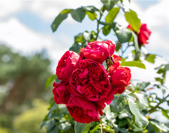 Rosen pflegen – So bleibt die Königin im Garten gesund und hübsch