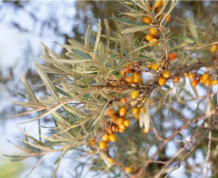 Hippophae rhamnoides