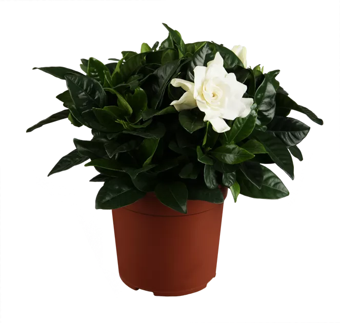 aloe blossom tea forever living Aloe blossom tea – Umama Jabbar main image 0