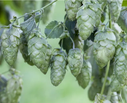 Humulus lupulus