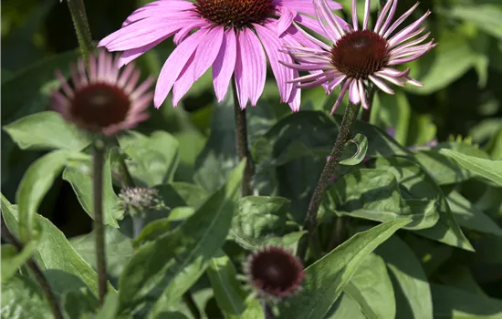 Echinacea purpurea