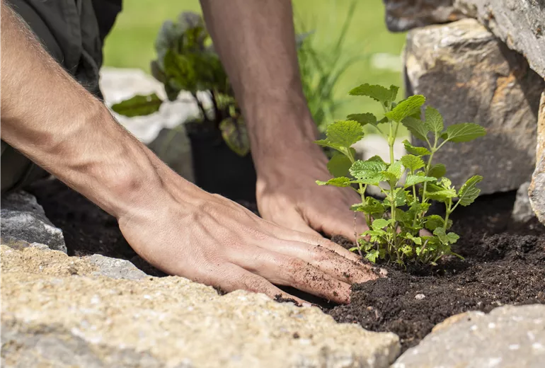Zitronenmelisse einpflanzen