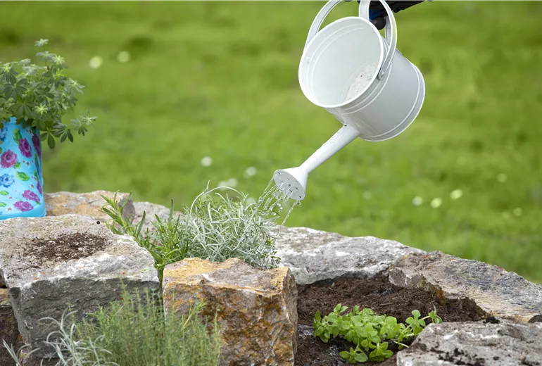 Kräuterbeet - Kräuter gießen