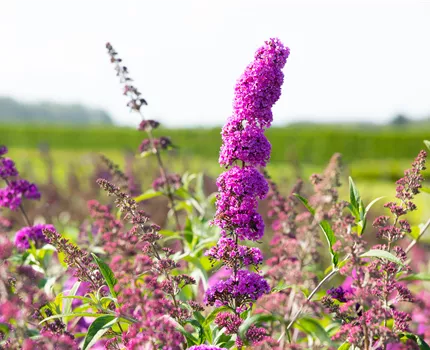 Buddleja davidii 'Royal Red'